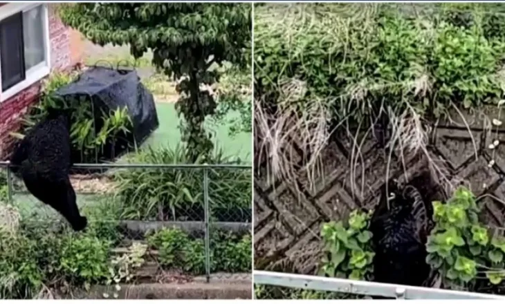 Gati 100 shkolla të mbyllura në një qytet japonez për shkak të arinjve, sulmet rriten pas letargjisë dimërore