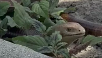 Gjarpër në qendër të Fierit, kalimtarët mbeten të habitur nga vizitori i pazakontë
