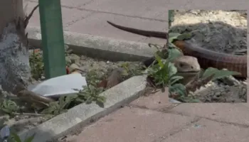 Gjarpri ‘gjigant’ tmerron qytetarët në Fier, zvarraniku ‘xhiro’ nëpër qytet
