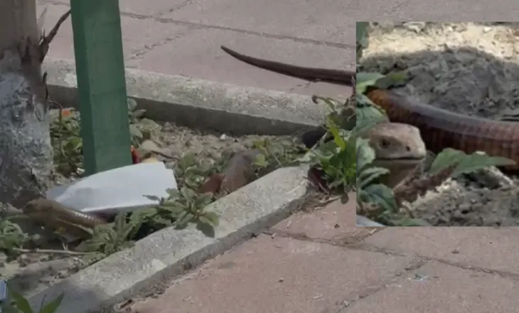 Gjarpri ‘gjigant’ tmerron qytetarët në Fier, zvarraniku ‘xhiro’ nëpër qytet