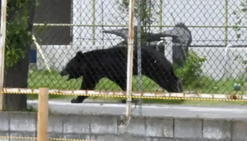 Japoni/ Autoritetet në kërkim të ariut “inteligjent”, u arratis pasi plagosi 4 persona (VIDEO)