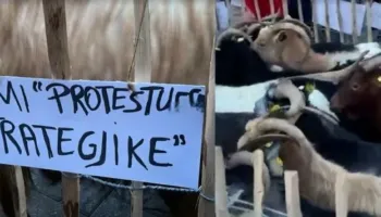 “Jemi protestuese strategjike”/ Tufa e dhive i bashkohet protestës para kryeministrisë