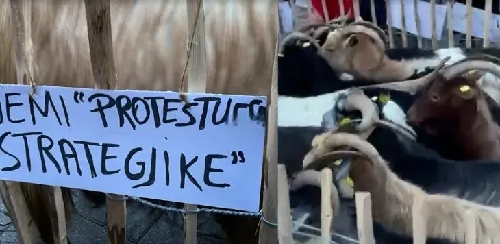 “Jemi protestuese strategjike”/ Tufa e dhive i bashkohet protestës para kryeministrisë