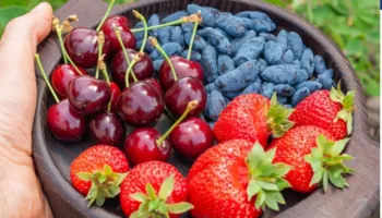 Jo të gjitha frutat janë njësoj të shëndetshme: Shkencëtarët kanë zbuluar se cilat lloje e mbrojnë më shumë zemrën