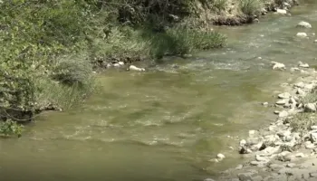 Këlcyrë/ Dhjetëra krerë bagëti të ngordhura hidhen në përrua, banorët të shqetësuar për përhapjen e infeksioneve