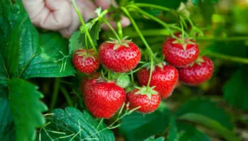 Konsiderohen si fruti më i ndotur dhe me pesticide, disa hapa se si t’i lani siç duhet luleshtrydhet
