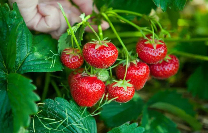Konsiderohen si fruti më i ndotur dhe me pesticide, disa hapa se si t’i lani siç duhet luleshtrydhet