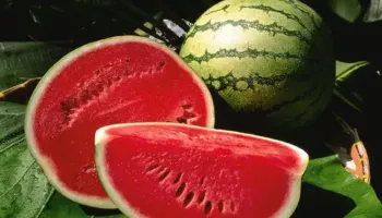 Konsumimi i shalqirit mund të ulë rrezikun e sëmundjeve të zemrës