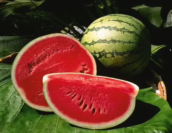 Konsumimi i shalqirit mund të ulë rrezikun e sëmundjeve të zemrës