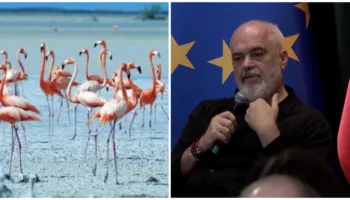“Kur unë erdha në qeveri nuk kishte flamingo, ndaluam gjuetinë e paligjshme”, Rama: Vjosa e Narta s’janë prekur dhe s’do të preken