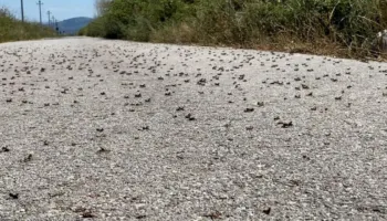 Lushnjë/ Karkalecat dëmtojnë 600 hektarë tokë në Tërbuf, fermeri: Preparatet janë të shtrenjta, askush nga shteti…