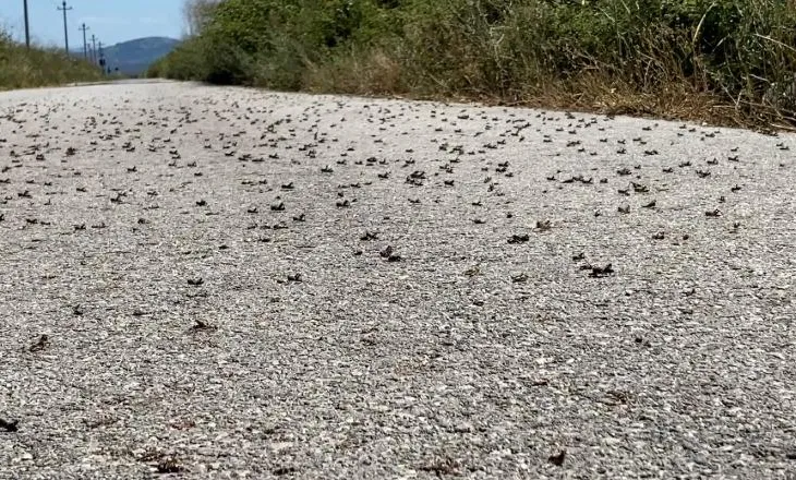 Lushnjë/ Karkalecat dëmtojnë 600 hektarë tokë në Tërbuf, fermeri: Preparatet janë të shtrenjta, askush nga shteti…