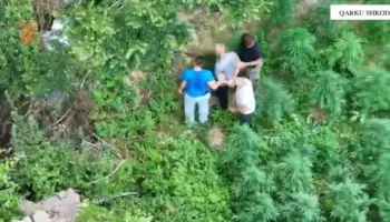 Mbi 2 mijë bimë kanabis/ Arrestohen dy shtetas në Shkodër, procedohet penalisht kryeplaku i fshatit Vukël