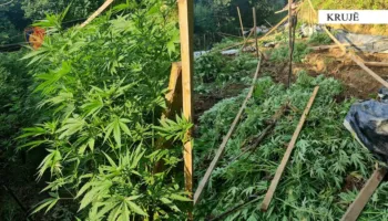 Operacion antidrogë në Krujë, asgjësohen 5 mijë rrënjë kanabis në 100 parcela