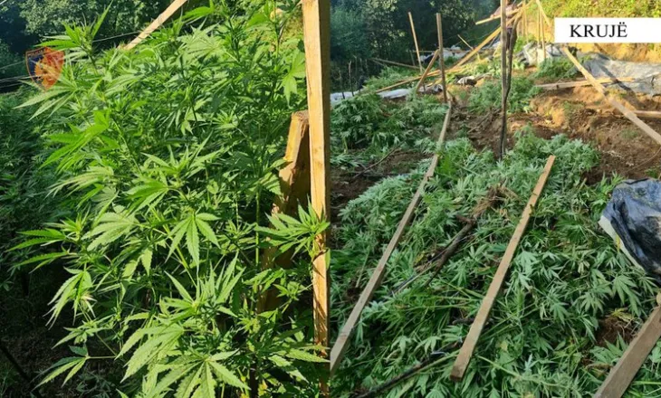 Operacion antidrogë në Krujë, asgjësohen 5 mijë rrënjë kanabis në 100 parcela