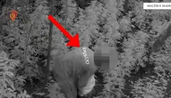 Operacion antidrogë në Malësi të madhe, asgjësohen 306 bimë kanabis! Arrestohen 2 persona