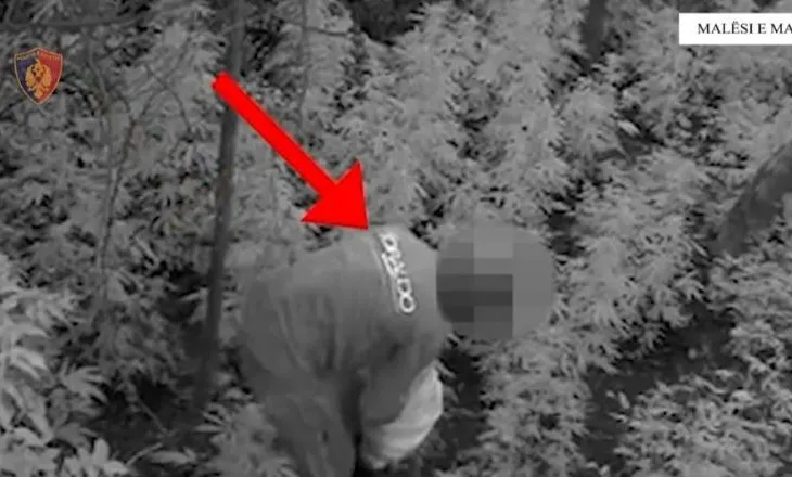 Operacion antidrogë në Malësi të madhe, asgjësohen 306 bimë kanabis! Arrestohen 2 persona