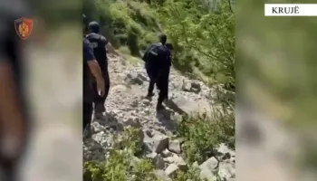 Operacion antikanabis në Krujë, policia asgjesojnë bimë nartotike të mbjella në zonat e thella