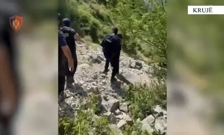 Operacion masiv në Krujë kundër kultivimit të kanabisit, policia: Lënda narkotike në ambiente të hapura dhe të mbyllura, punohet për identifikimin e autorëve