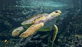 Pekini paralajmëron për ‘breshka spiune’ në ujërat kineze