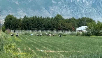 Përmbytjet prekën mbi 400 hektarë tokë, fermerët e Maliqit: Dëmshpërblimet e premtuara nuk kanë mbërritur ende