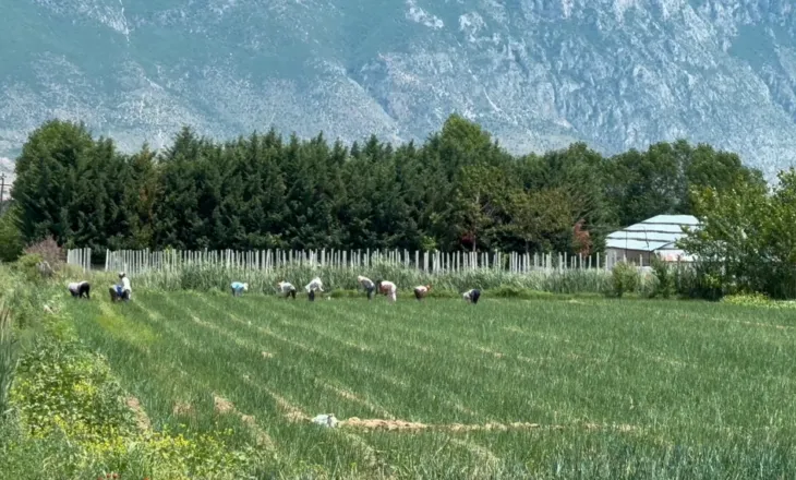 Përmbytjet prekën mbi 400 hektarë tokë, fermerët e Maliqit: Dëmshpërblimet e premtuara nuk kanë mbërritur ende