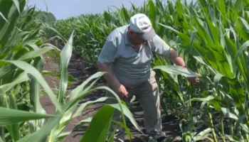 Pesticidet nuk veprojnë ndaj dëmtuesit të rrënjëve të misrit/ Fermerët e Maliqit-institucioneve: Humbjet deri në 70%