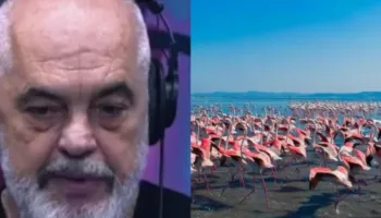 “Projekti në Zvërnec do bëhet patjetër”/ Rama: PS shpëtoi flamingot, 10 vite më parë haheshin