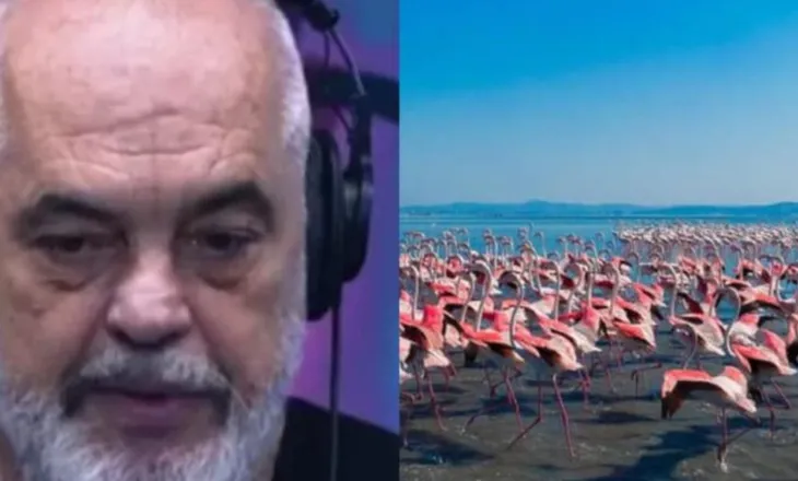 “Projekti në Zvërnec do bëhet patjetër”/ Rama: PS shpëtoi flamingot, 10 vite më parë haheshin