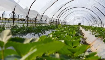 Qeveria do të vendosë licencim të detyruar për agronomët, ja si funksionon