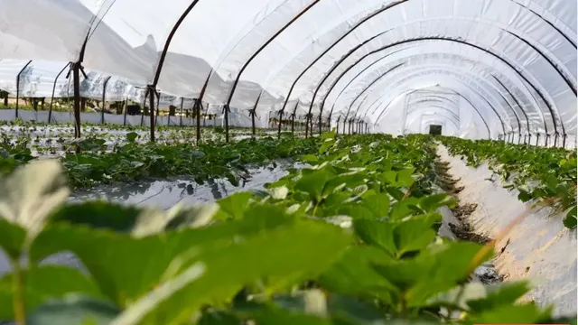Qeveria do të vendosë licencim të detyruar për agronomët, ja si funksionon