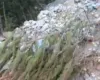 Reshjet e shiut/ Përrenjtë malorë të Korabit marrin përpara bagëtitë, ngordhin 20 krerë lopë