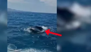 Rrezikuan të mbyteshin në Ksamil, Policia Kufitare shpëton dy turistë ukrainas