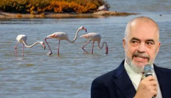 Shifrat rrëojnë mashtrimet e Ramës/ Si u zhdukën flamingot me ardhjen e tij në pushtet
