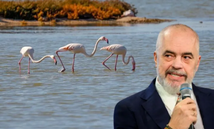 Shifrat rrëojnë mashtrimet e Ramës/ Si u zhdukën flamingot me ardhjen e tij në pushtet