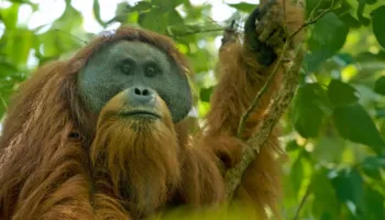 Shirat ekstremë në Indonezi vrasin 58 orangutanë Tapanuli, studiuesit paralajmërojnë rrezik të lartë zhdukjeje