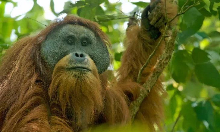 Shirat ekstremë në Indonezi vrasin 58 orangutanë Tapanuli, studiuesit paralajmërojnë rrezik të lartë zhdukjeje