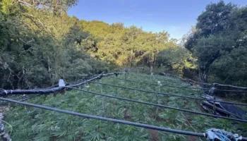 Shkatërrohet plantacioni i drogës me vlerë gjysmë milion euro në Greqi, në çadrën e rojeve gjenden lekë shqiptare