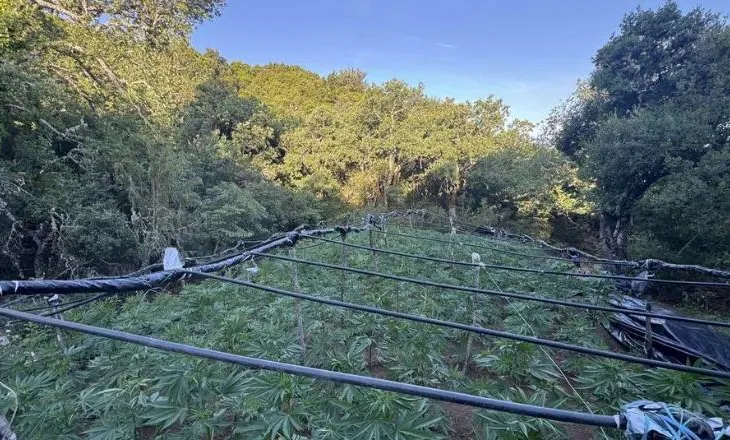 Shkatërrohet plantacioni i drogës me vlerë gjysmë milion euro në Greqi, në çadrën e rojeve gjenden lekë shqiptare