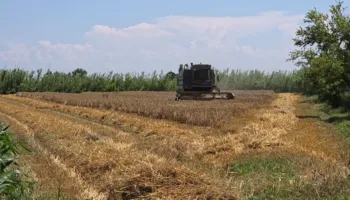 Shqipëria, më pak grurë e misër/ Tkurren sipërfaqet e mbjella në fushat e Semanit, fermerët: Kostot të papërballueshme