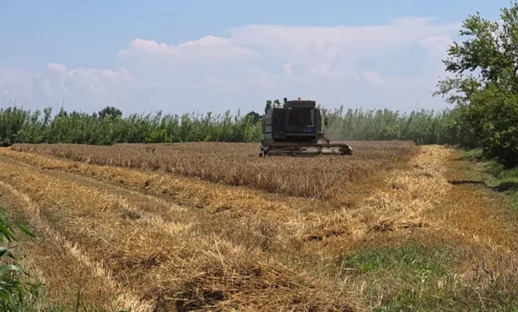 Shqipëria, më pak grurë e misër/ Tkurren sipërfaqet e mbjella në fushat e Semanit, fermerët: Kostot të papërballueshme