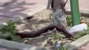 Shtohen pickimet në verë, temperaturat e larta nxjerrin më herët zvarranikët dhe insektet helmuese