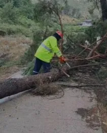 Stuhia ‘mbërthen’ vendin/ Era e fortë rrëzon pemët, bllokohet përkohësisht qarkullimi në Gjirokastër