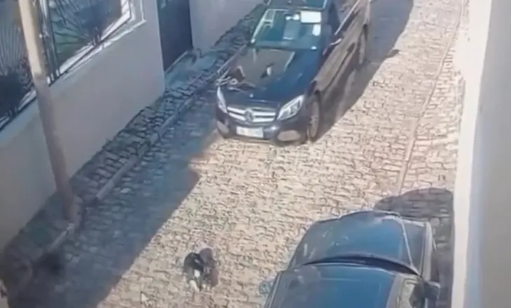 Tentoi të përplaste qëllimisht me makinë qenin në rrugë, policia e Korçës shpall në kërkim drejtuesin e mjetit