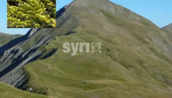 U rrëzua në malin e Gopeshit duke mbledhur çaj, burri plagoset rëndë, po kërkohet për gjetjen e tij