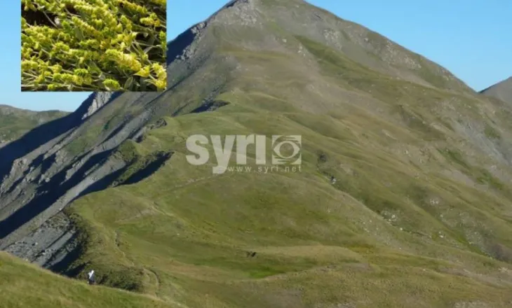 U rrëzua në malin e Gopeshit duke mbledhur çaj, burri plagoset rëndë, po kërkohet për gjetjen e tij