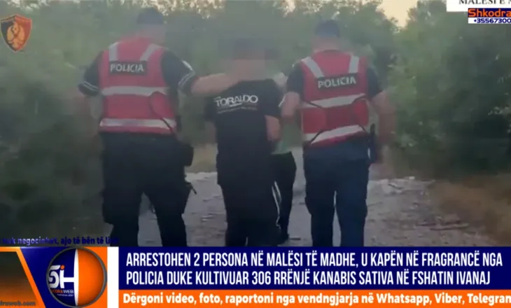 VIDEO – Arrestohen dy shtetas në Malësi të Madhe, u kapën në flagrancë duke kultivuar kanabis sativa