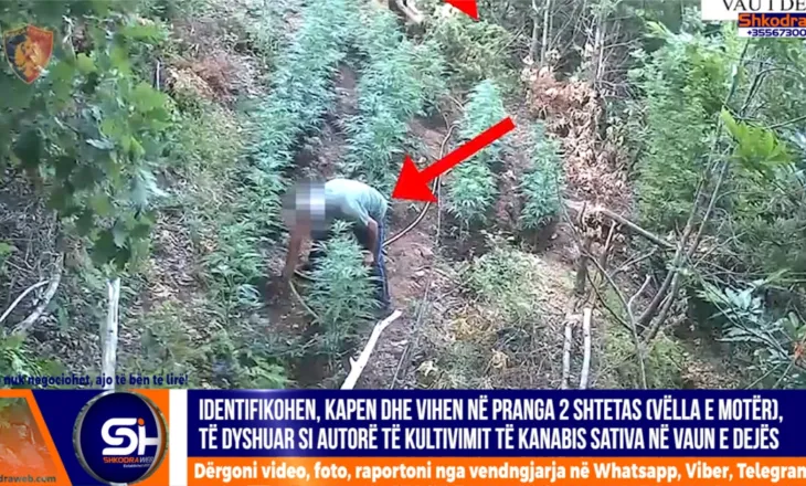 VIDEO – Arrestohen në Vau Dejës motër e vëlla, dyshohet se kultivuan bimë narkotike kanabis sativa