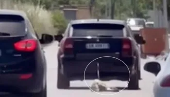 VIDEO e rëndë nga Kavaja, qeni lidhet pas makinës dhe tërhiqet zvarrë në rrugë