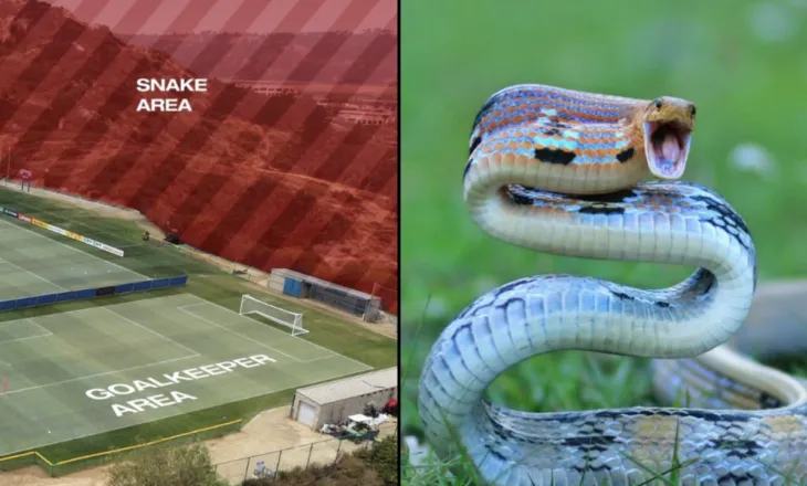 Xhaka me shokë në rrezik? Gjarpërinjtë helmues pushtojnë stërvitjen, kombëtarja gati të braktisë urgjentisht hotelin!